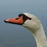 在りし日のコブハクチョウ