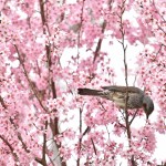 梅から桜に主役交代