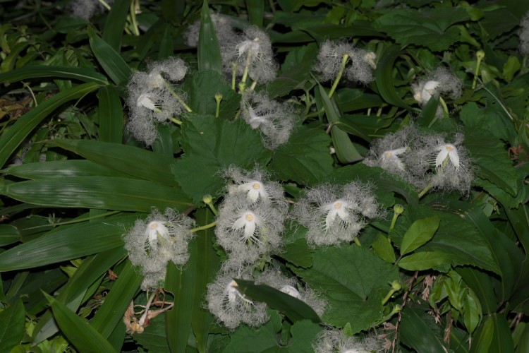 ZAB_1508