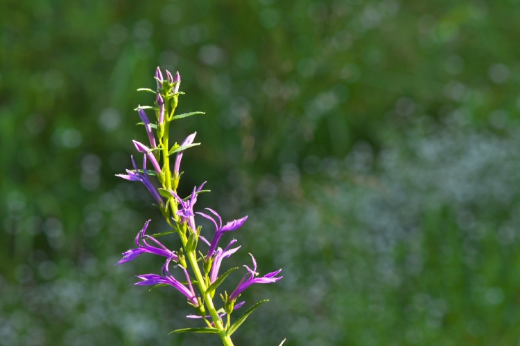 BAW_9584