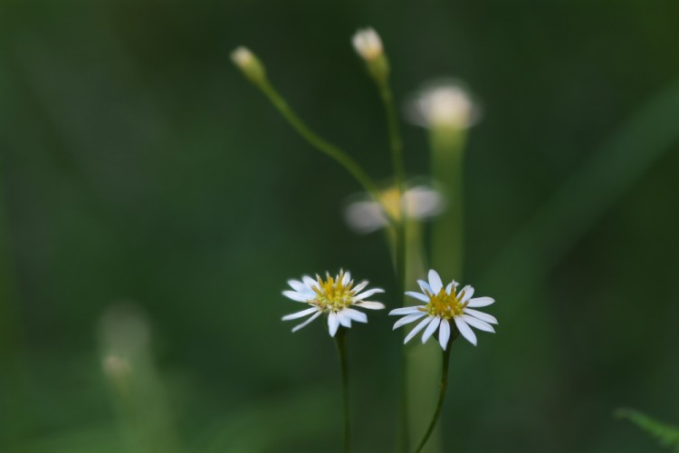 BAW_9620