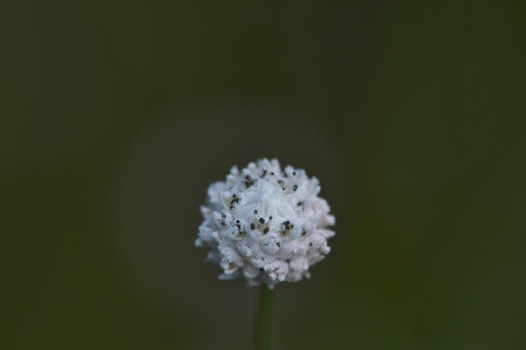 BAW_9663