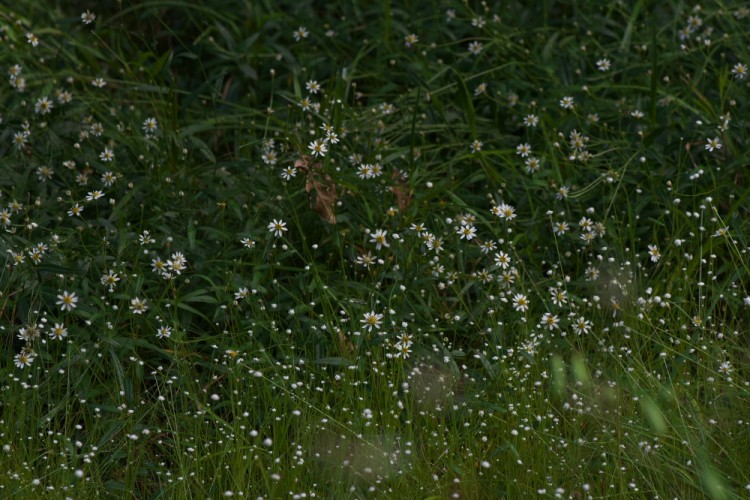 BAW_9769